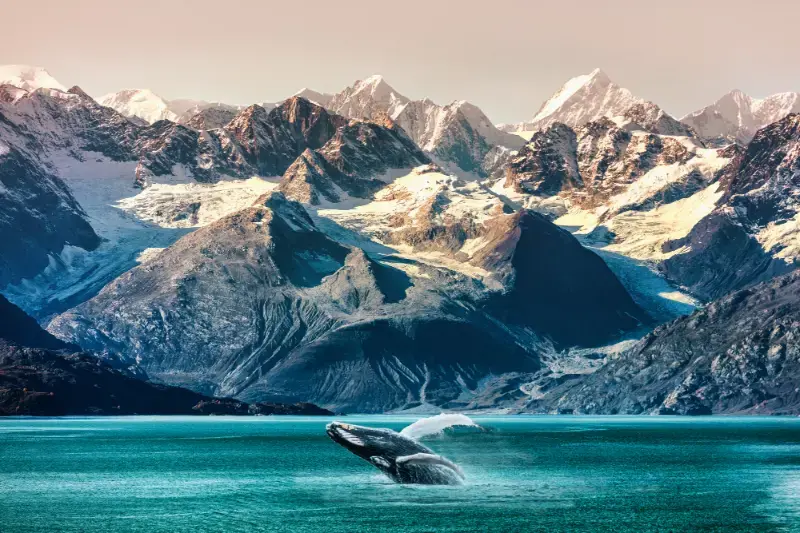 Alaska Whale Watching Tour By Boat