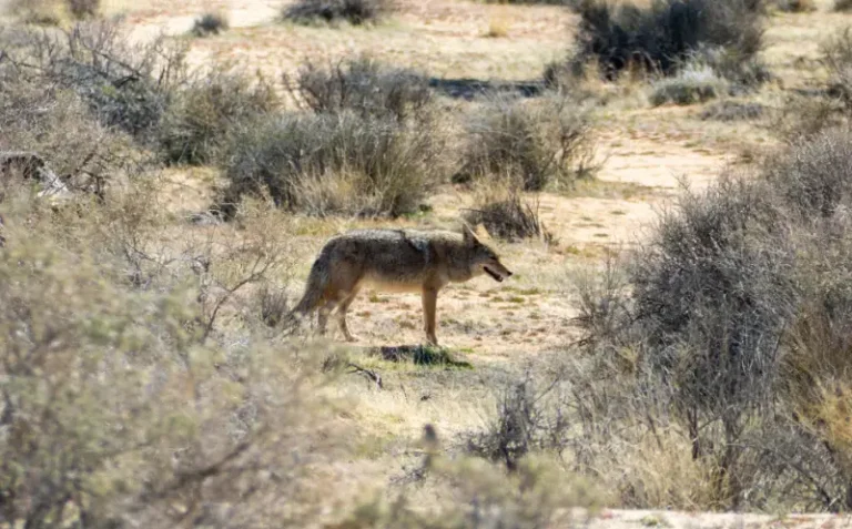 Coyote Joshua Tree National Park California