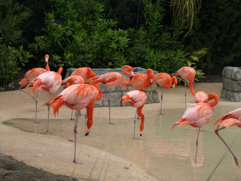 Everglades Florida