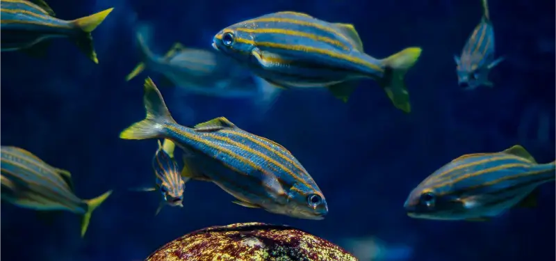 Fish In New England Aquarium Boston