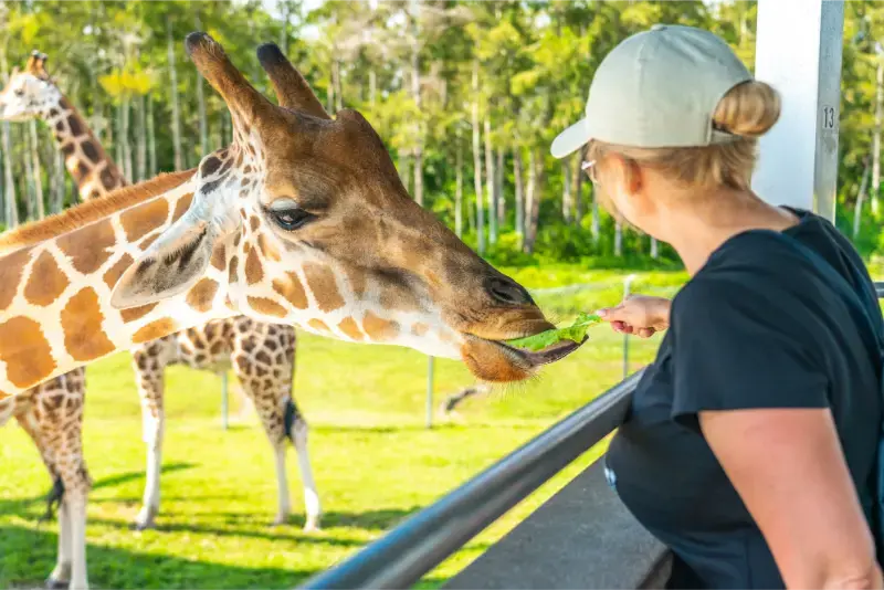 Florida Feeding Giraffes Lion Country Safari Park West Palm Beach Florida