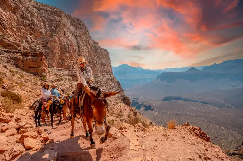 Grand Canyon Arizona South Kaibab Trailhead Mule South Kaibab Trailhead Hike Grand Canyon Sunset Arizona
