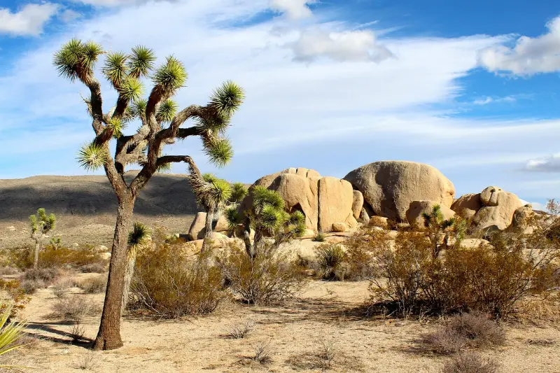 Joshua Tree California