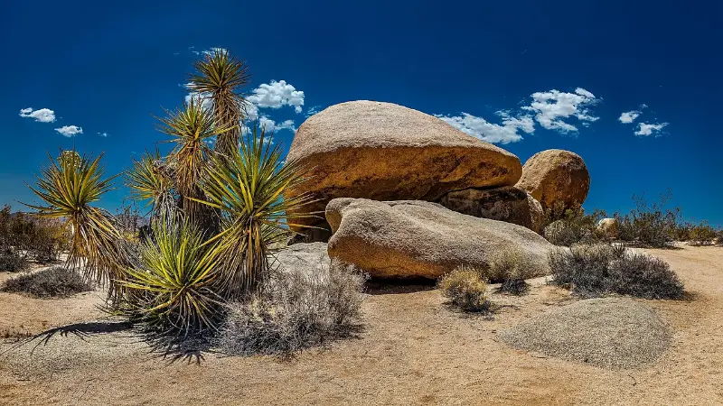 Joshua Tree Desert Rocks And Blue Sky California