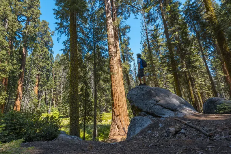 Male Standing Rock Sequoia National Park California
