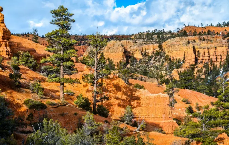 Red Canyon Within Dixie National Forest Utah USA