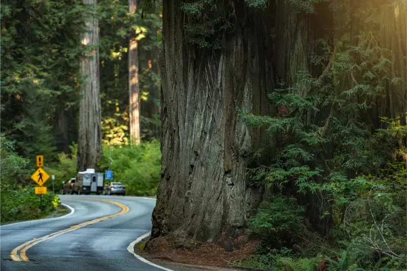 Redwood Highway 101 Northern California