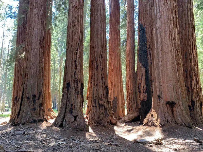 Sequoia California