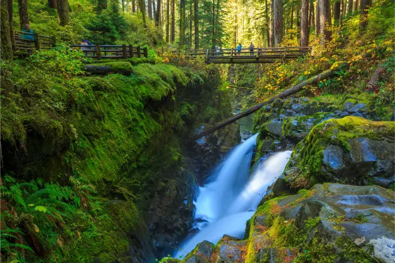 Sol Duc Rainforest Ferns Olympic National Park