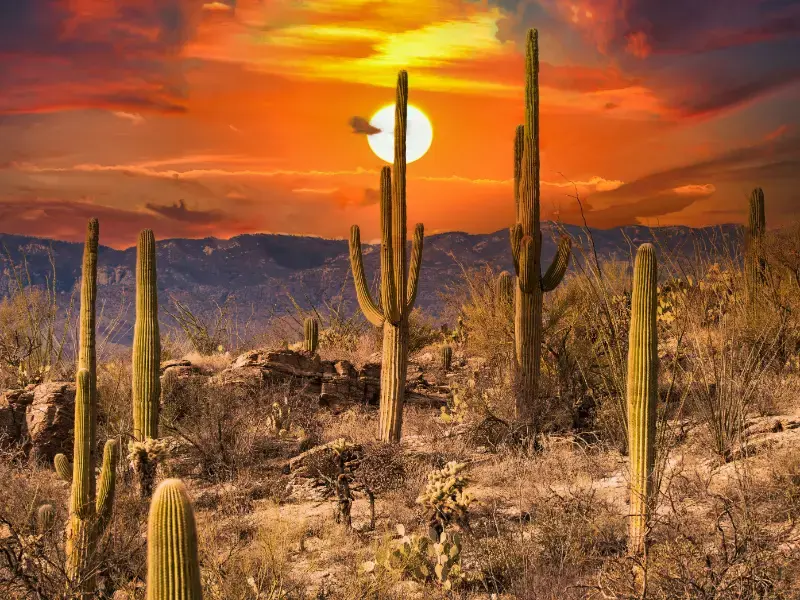 Sunset Saguaro National Park Arizona