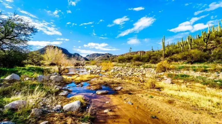 Arizona Desert Sonora Saguaro