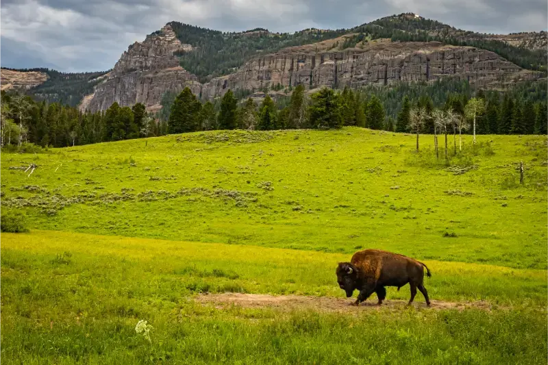 Wyoming Yellowstone Bisonte